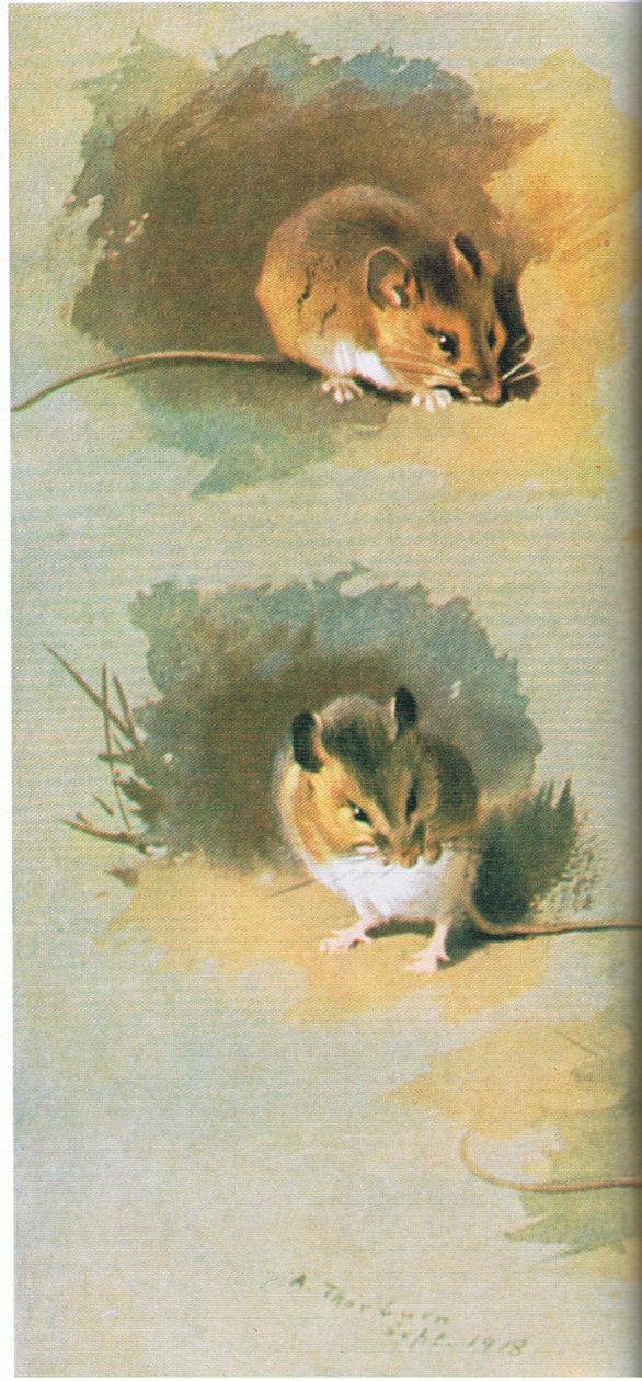 Souris des bois, pub. par Book Club Associates, 1972 - Archibald Thorburn