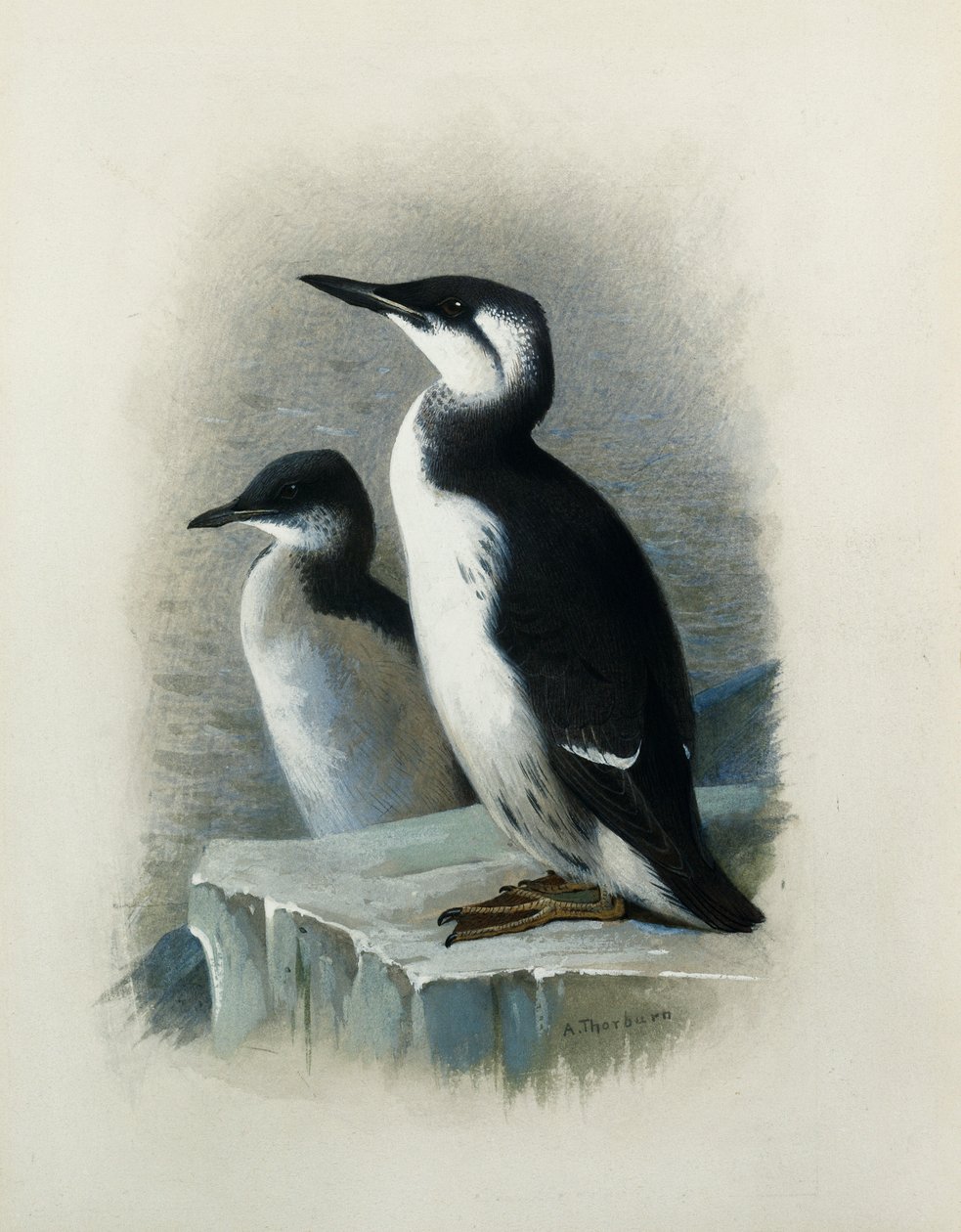 Un Guillemot de Brünnich - Archibald Thorburn