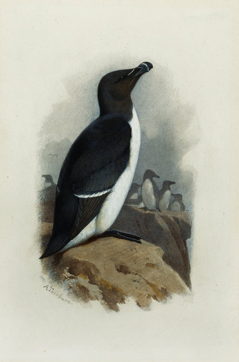 Un Petit Pingouin - Archibald Thorburn