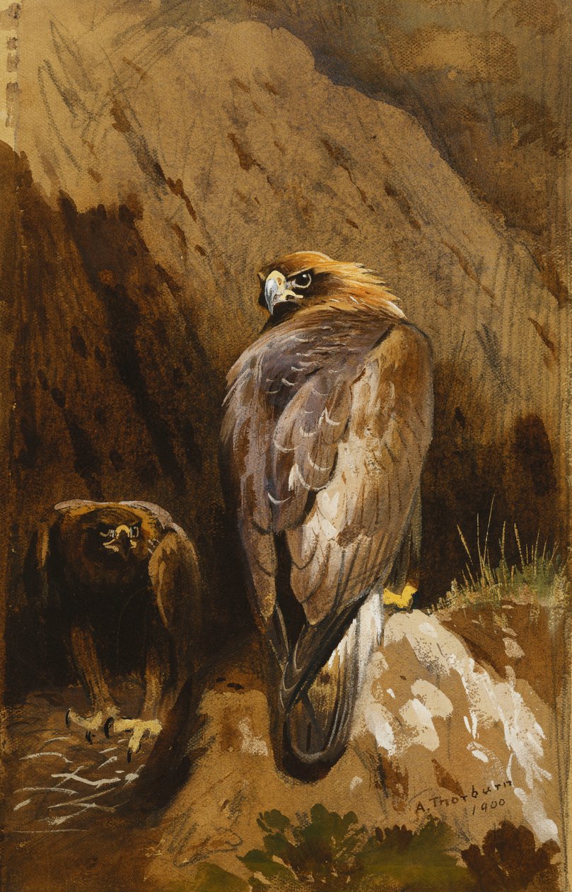 Aigles royaux à leur aire - Archibald Thorburn