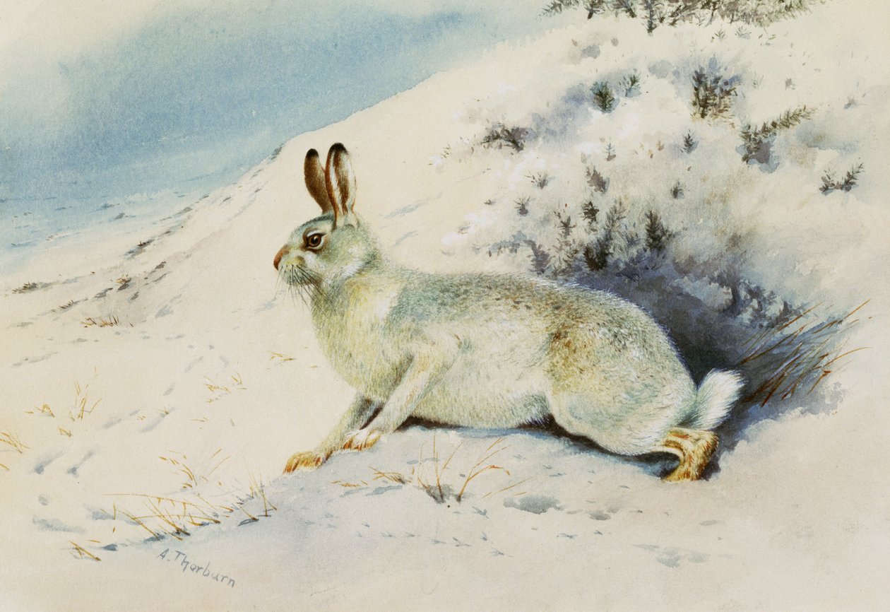Lièvre - Archibald Thorburn