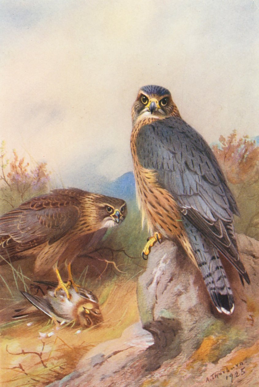 Merlin - Archibald Thorburn