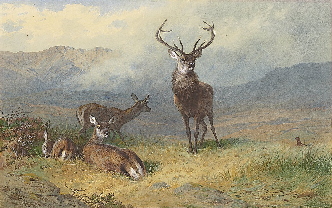 Monarque des Highlands - Archibald Thorburn