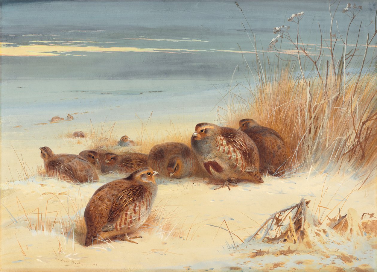 Perdrix par un matin givré - Archibald Thorburn