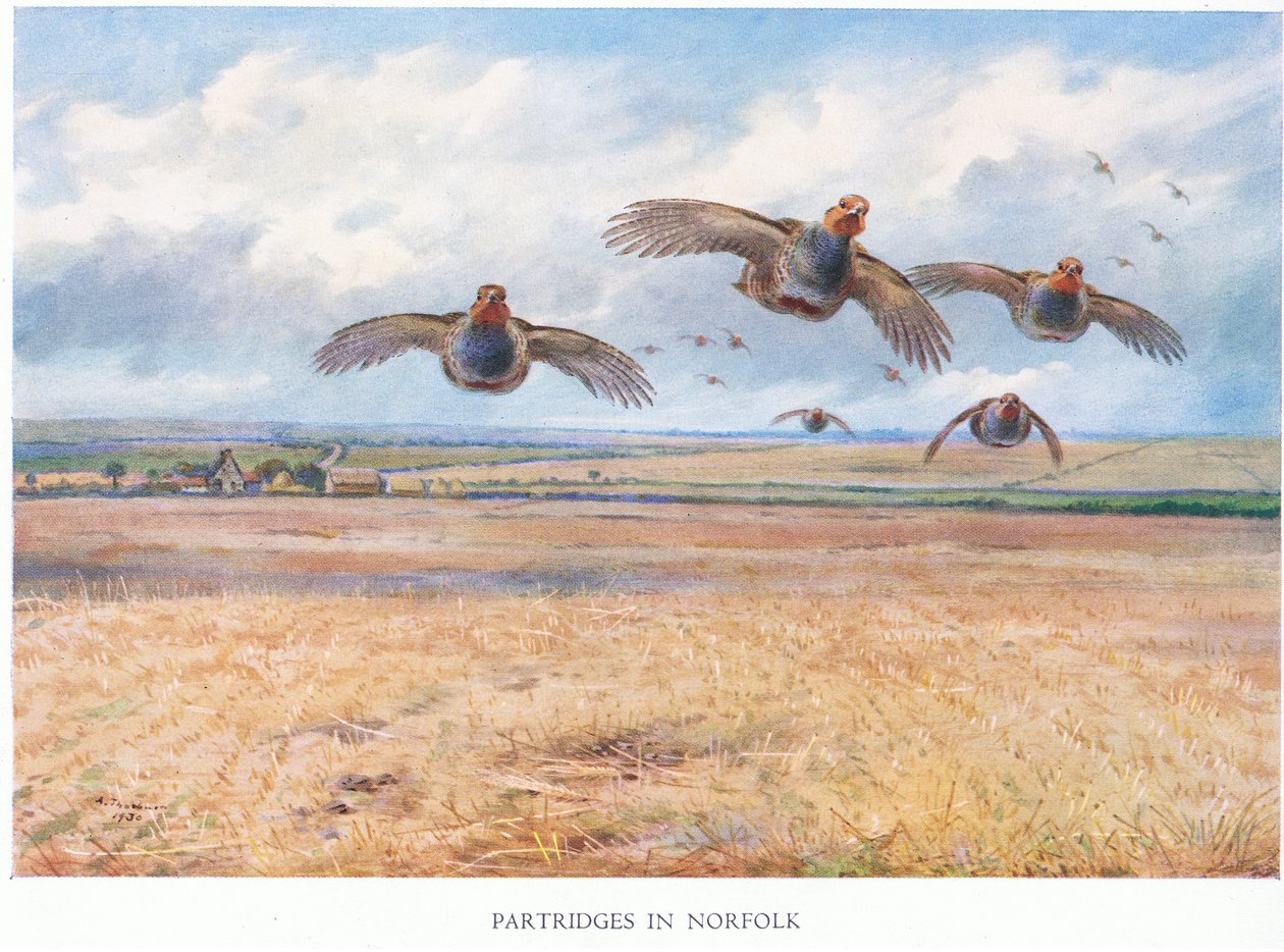 Perdrix dans le Norfolk, 1938 - Archibald Thorburn