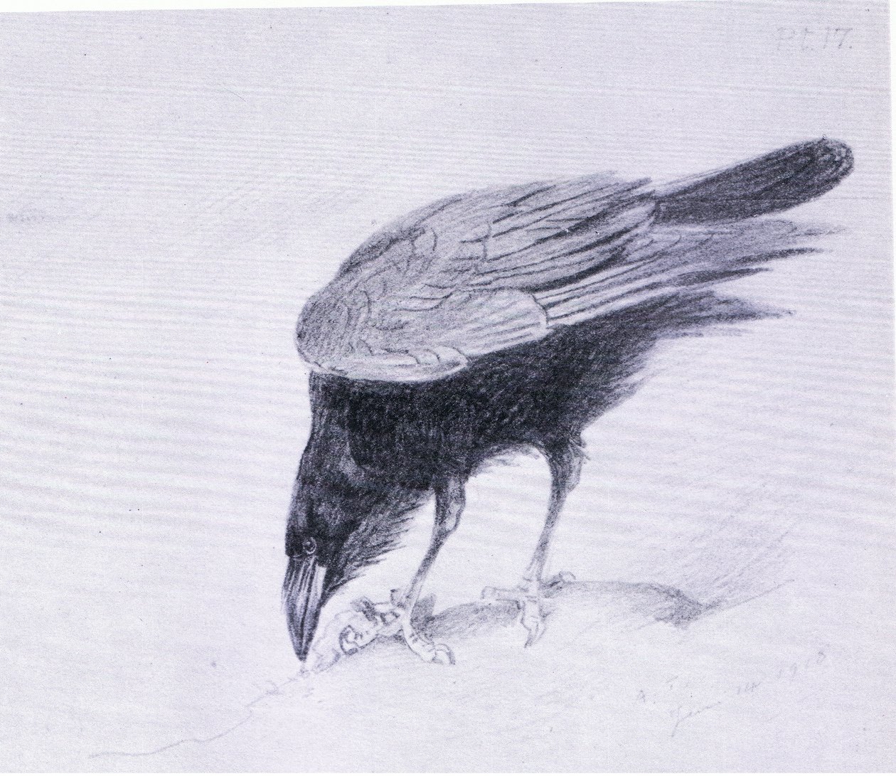 Corbeau, publié par Book Club Associates - Archibald Thorburn