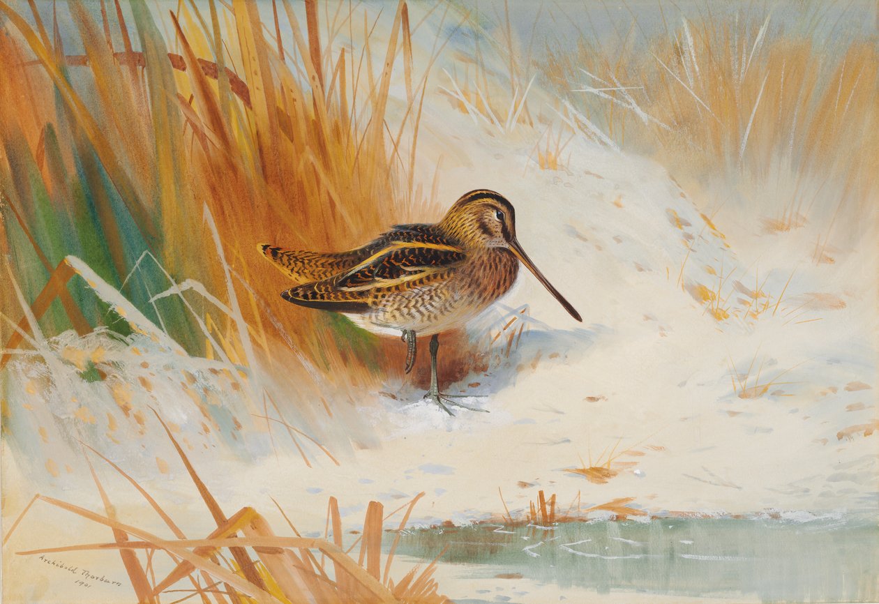 Bécassine dans les joncs - Archibald Thorburn