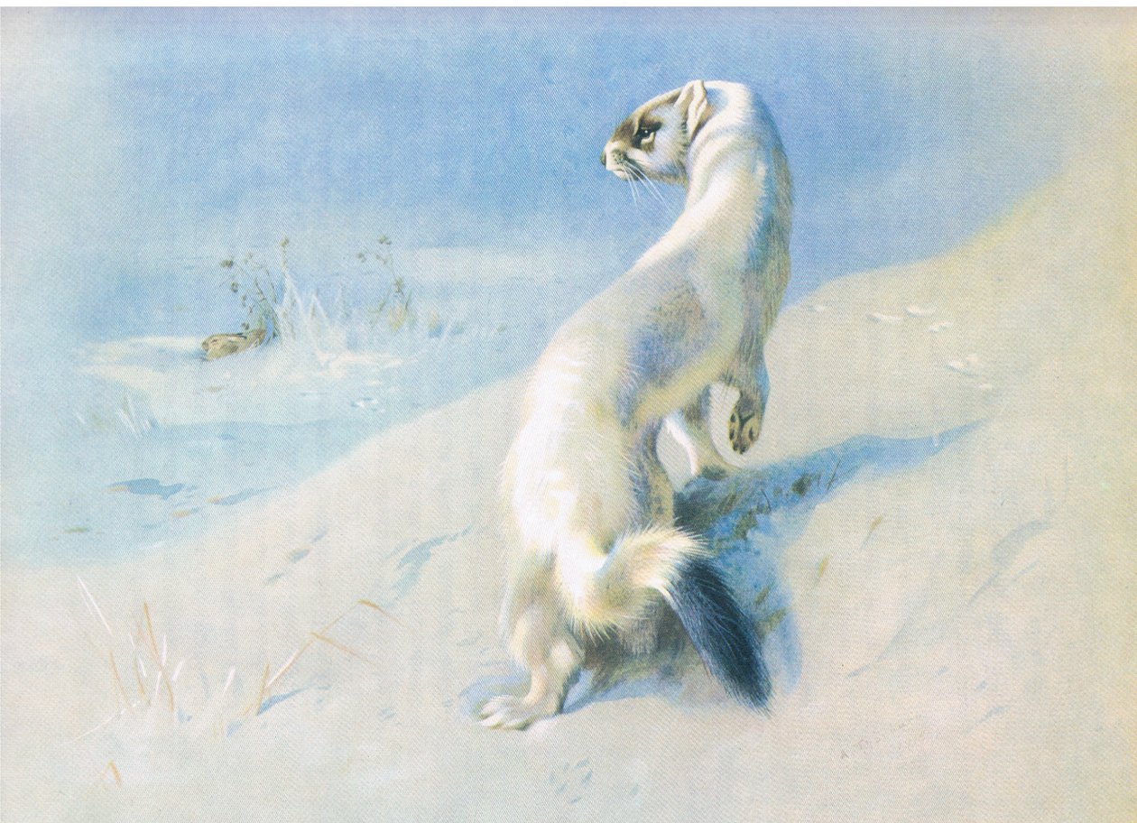 Hermine - Archibald Thorburn