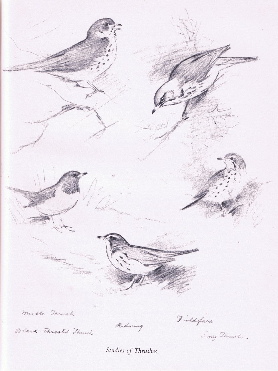 Étude de grives, 1938 - Archibald Thorburn
