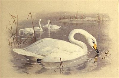 Cygnes sur l