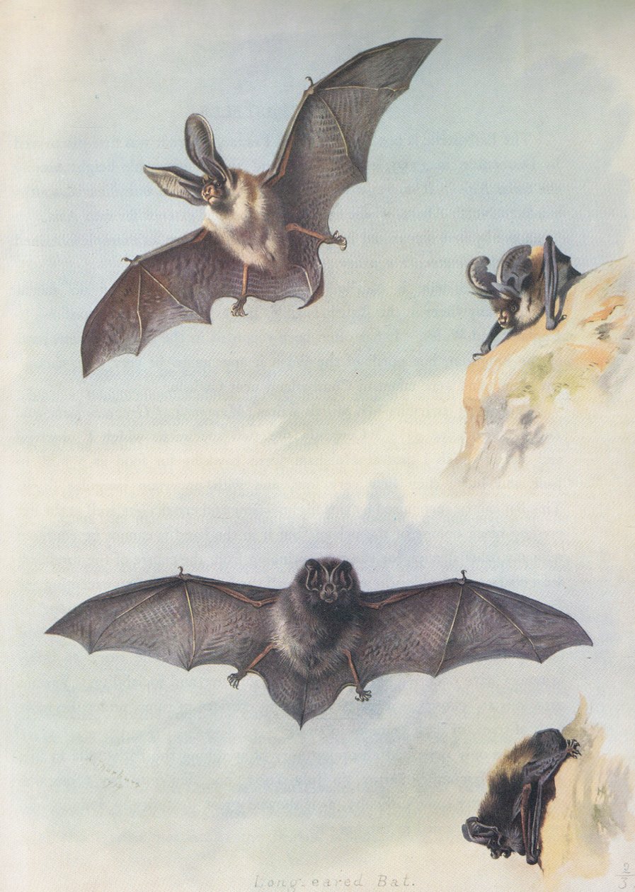 La Barbastelle - Archibald Thorburn