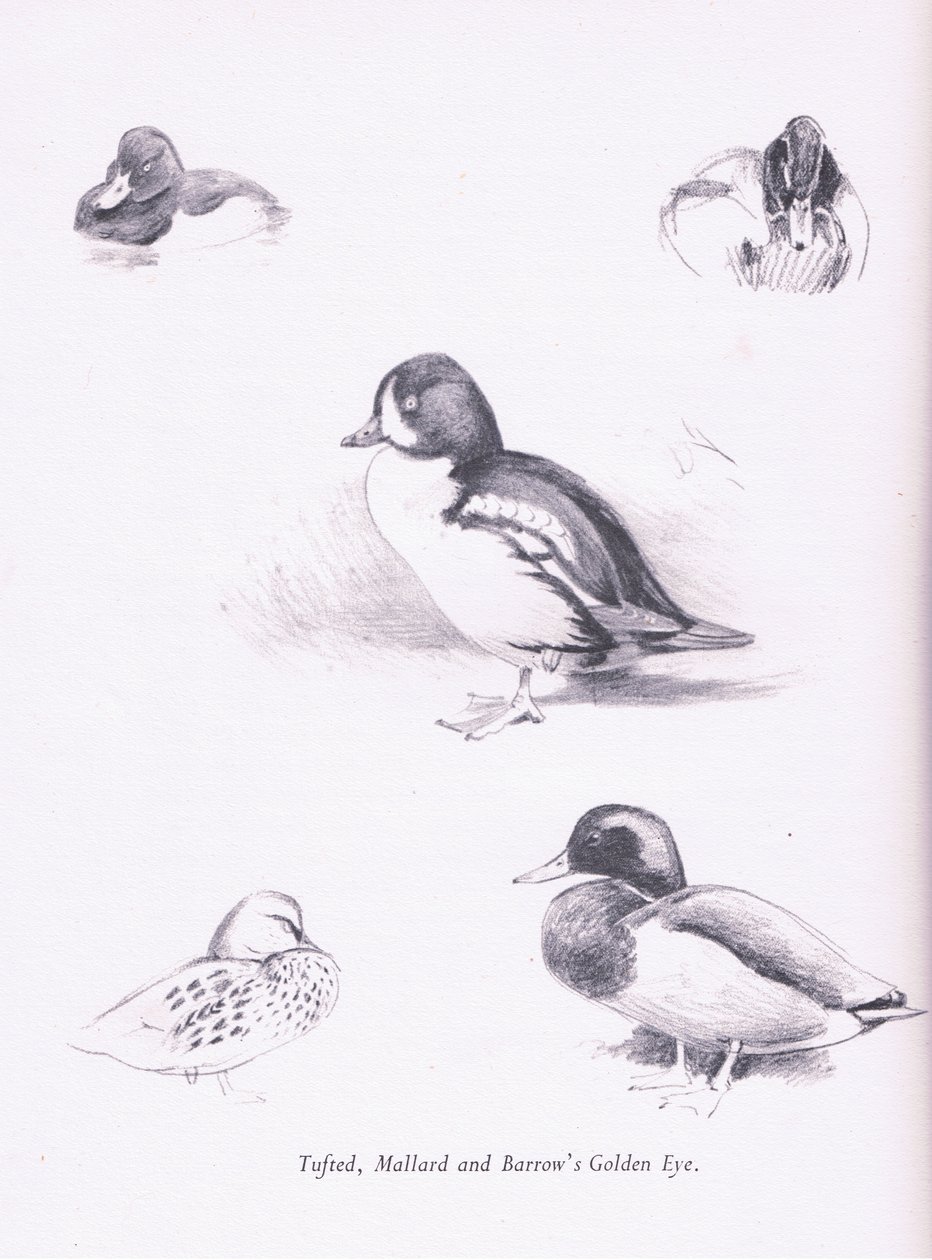 Canards morillons, colverts, garrots d