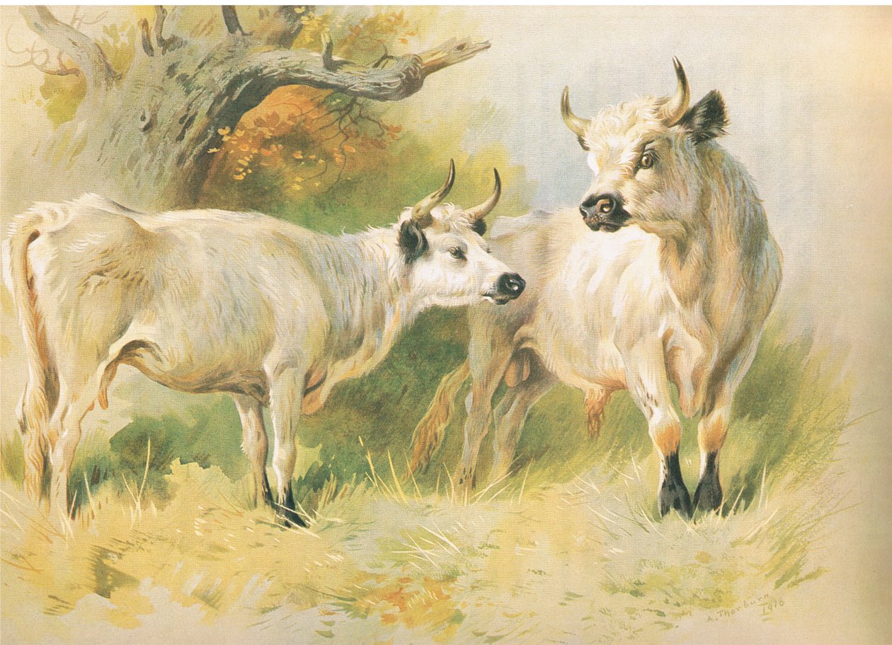 Bétail sauvage - Archibald Thorburn