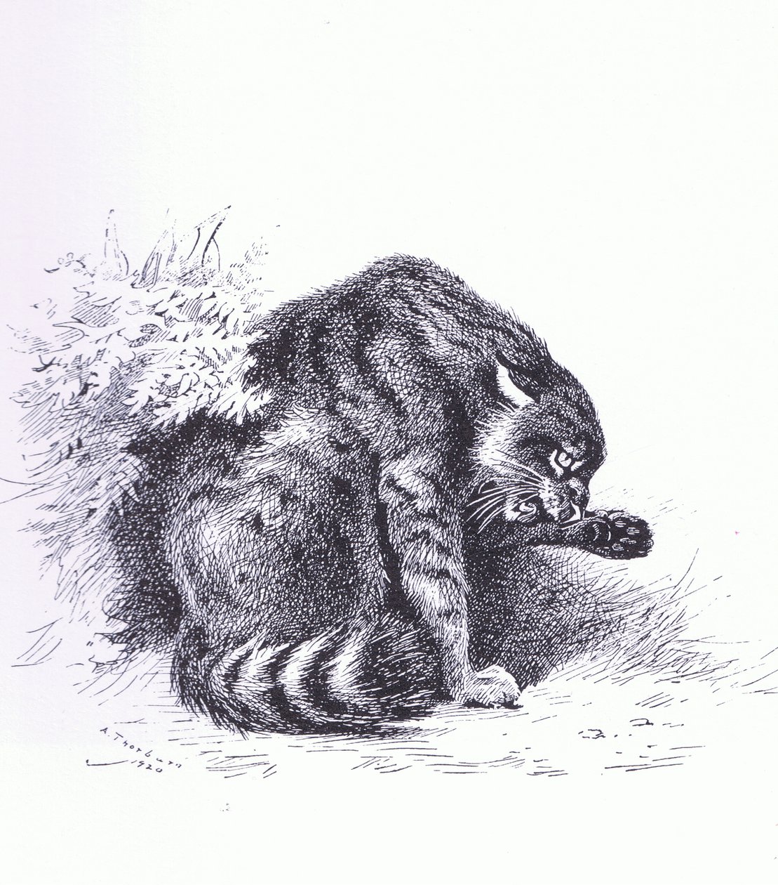 Chat sauvage, publié par Book Club Associates - Archibald Thorburn