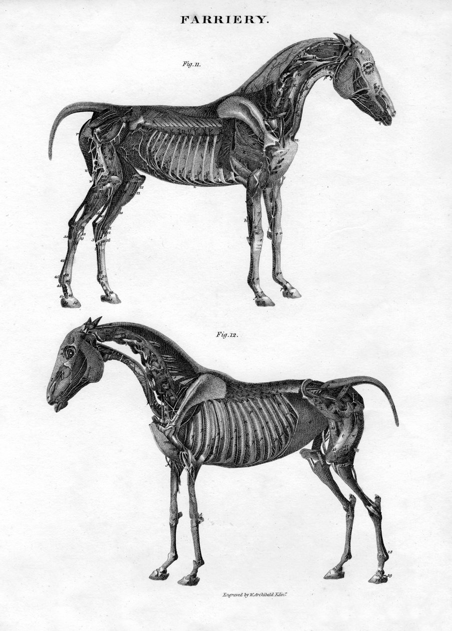 Anatomie d