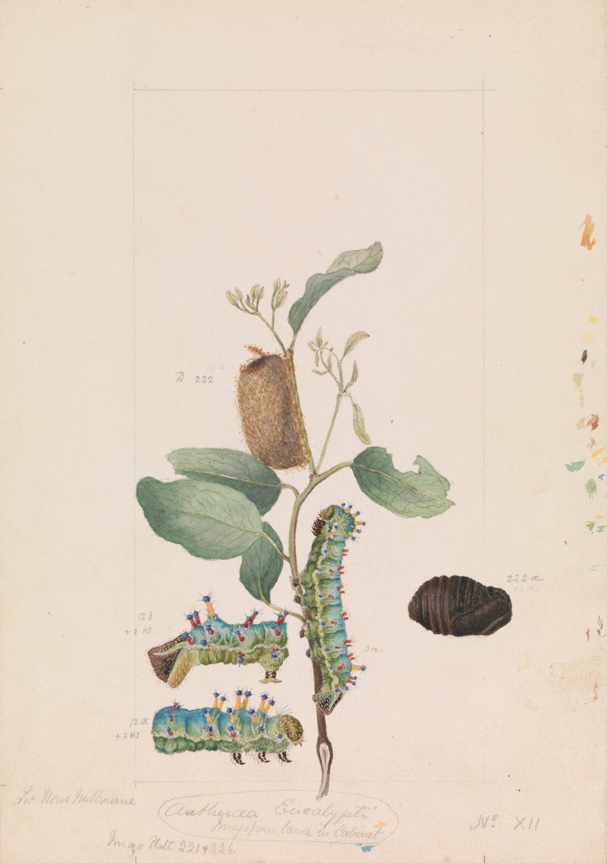 Papillon-gomme empereur, Opodiphthera eucalypti - Arthur Bartholomew