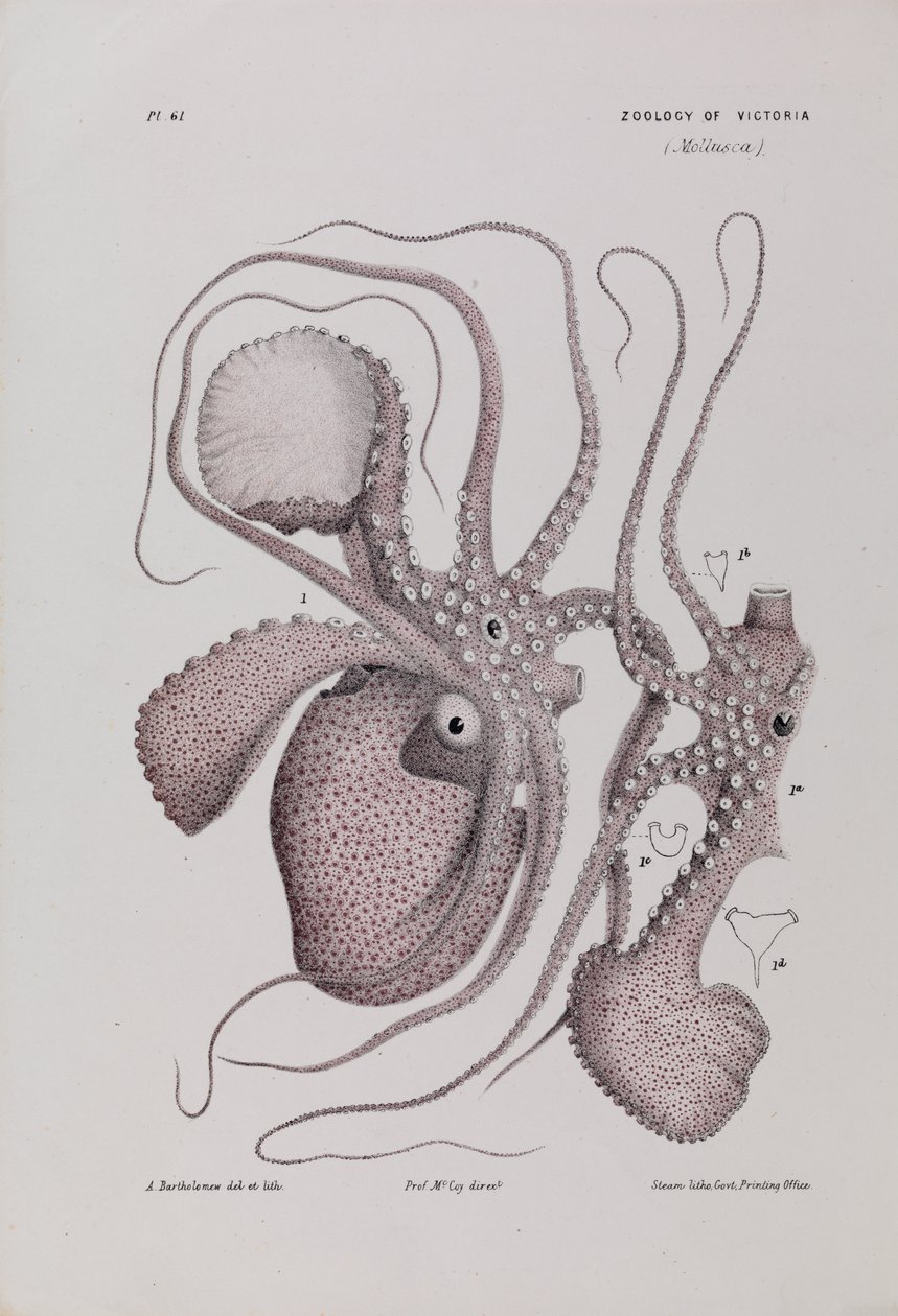 Nautile en papier, Argonauta nodosa - Arthur Bartholomew