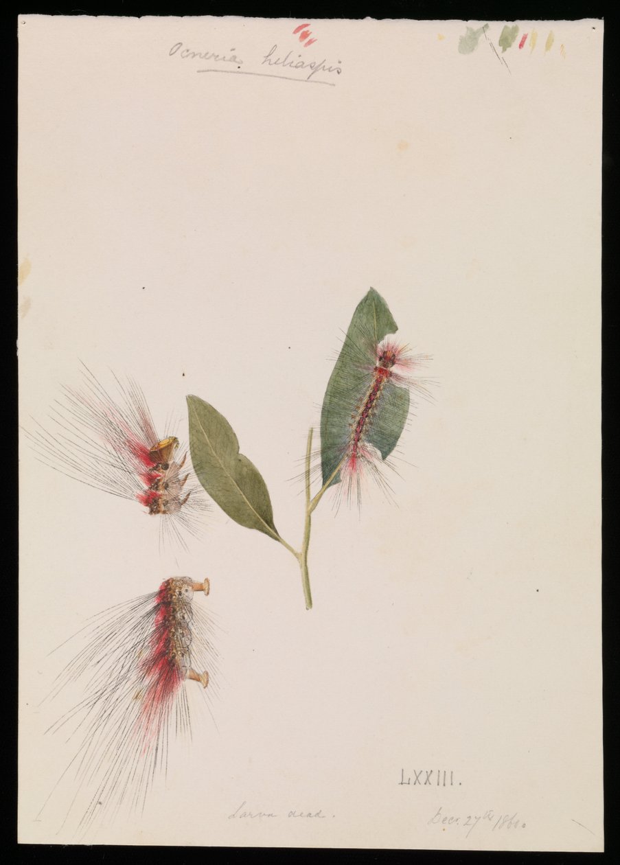 Rose Anthelid, Chenuala helispis - Arthur Bartholomew