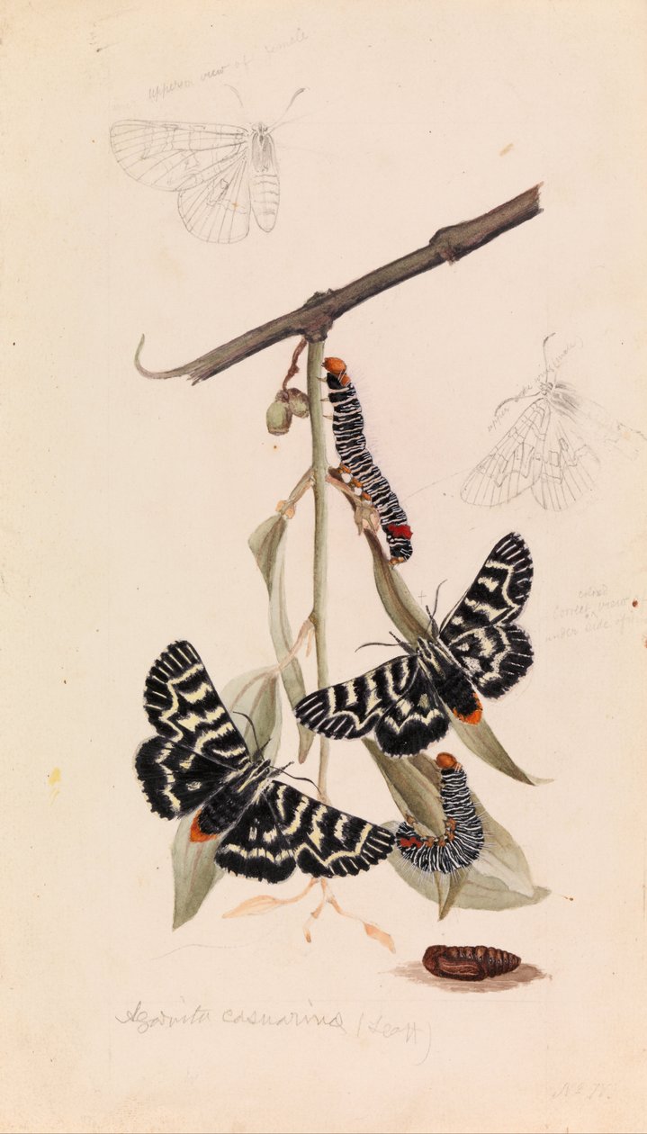 Papillon de vigne, Comocrus behri - Arthur Bartholomew