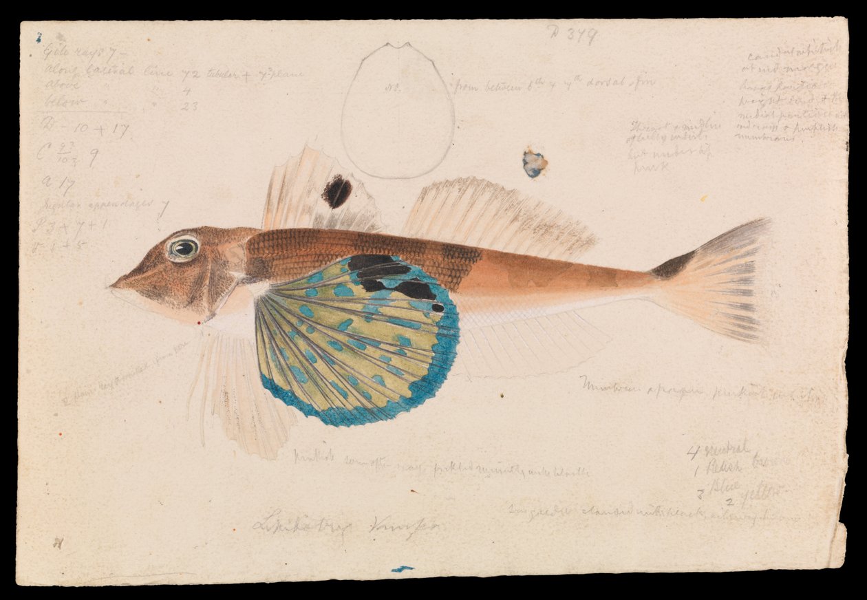 Grondin Papillon, Lepidotrigla vanessa - Arthur Bartholomew