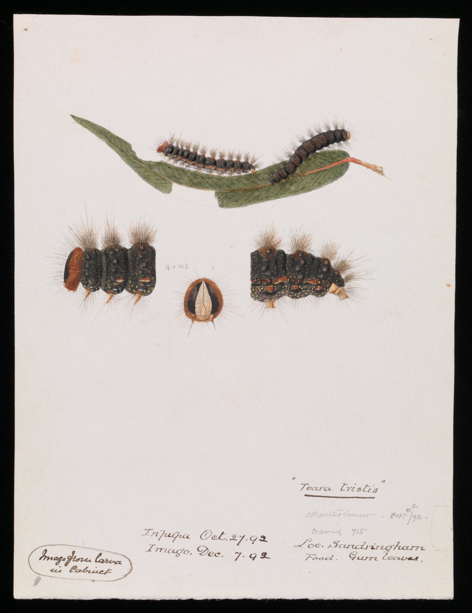 Chenille, Epicoma contristis, Teara tristis - Arthur Bartholomew