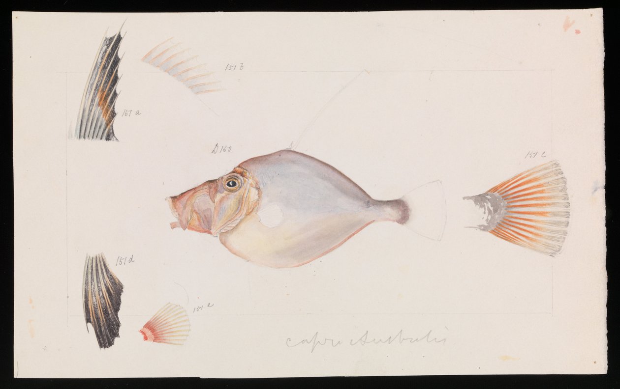 Dorée argentée, Cyttus australis - Arthur Bartholomew