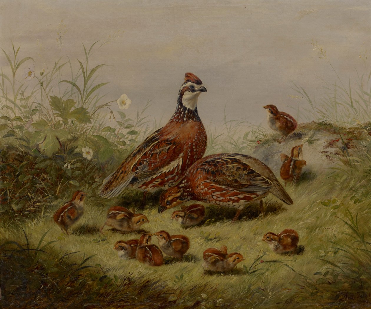 Caille et ses petits - Arthur Fitzwilliam Tait