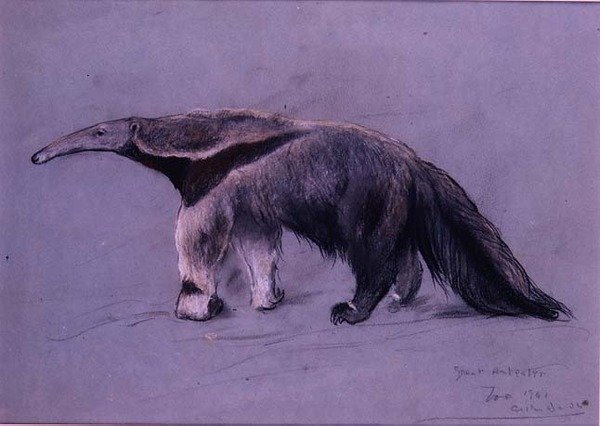 Grand Fourmilier - Arthur Wardle