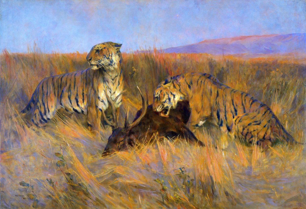 Tigres à la chasse - Arthur Wardle