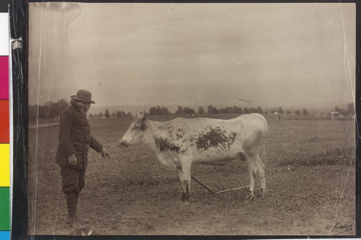 Vache - Welser Schecke - Artist Unknown