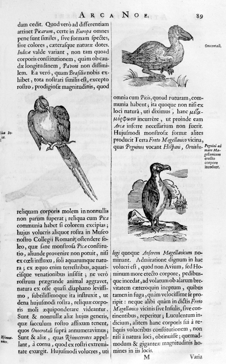 Oiseaux, 1675 - Athanasius Kircher