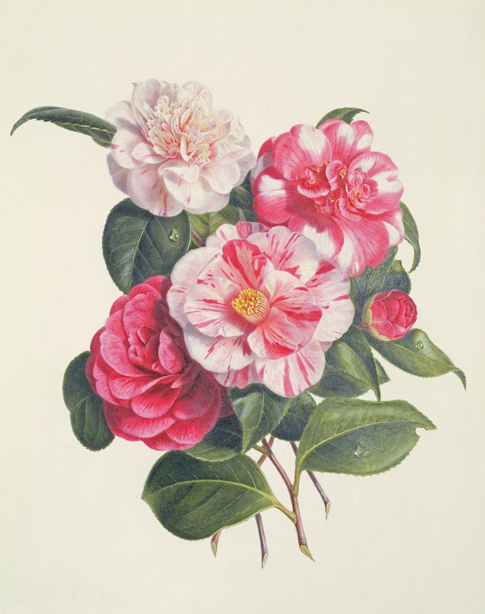 Camelias, vers 1840 - Augusta Innes Withers