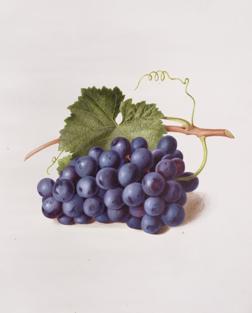 Fruit de la vigne, 1868 - Augusta Innes Withers