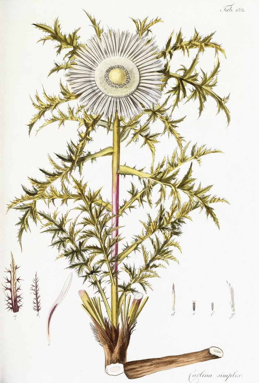 Carlina Simplex - Austrian School