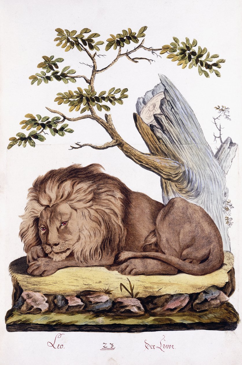 Lion, 1794 - Austrian School