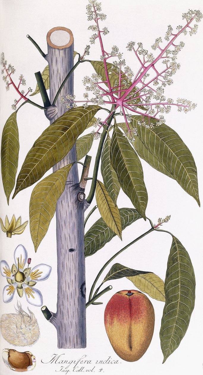 Mangifera indica - Austrian School