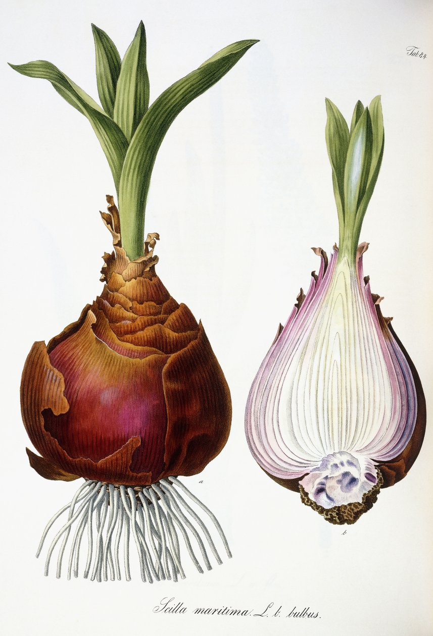 Scilla maritima - Austrian School