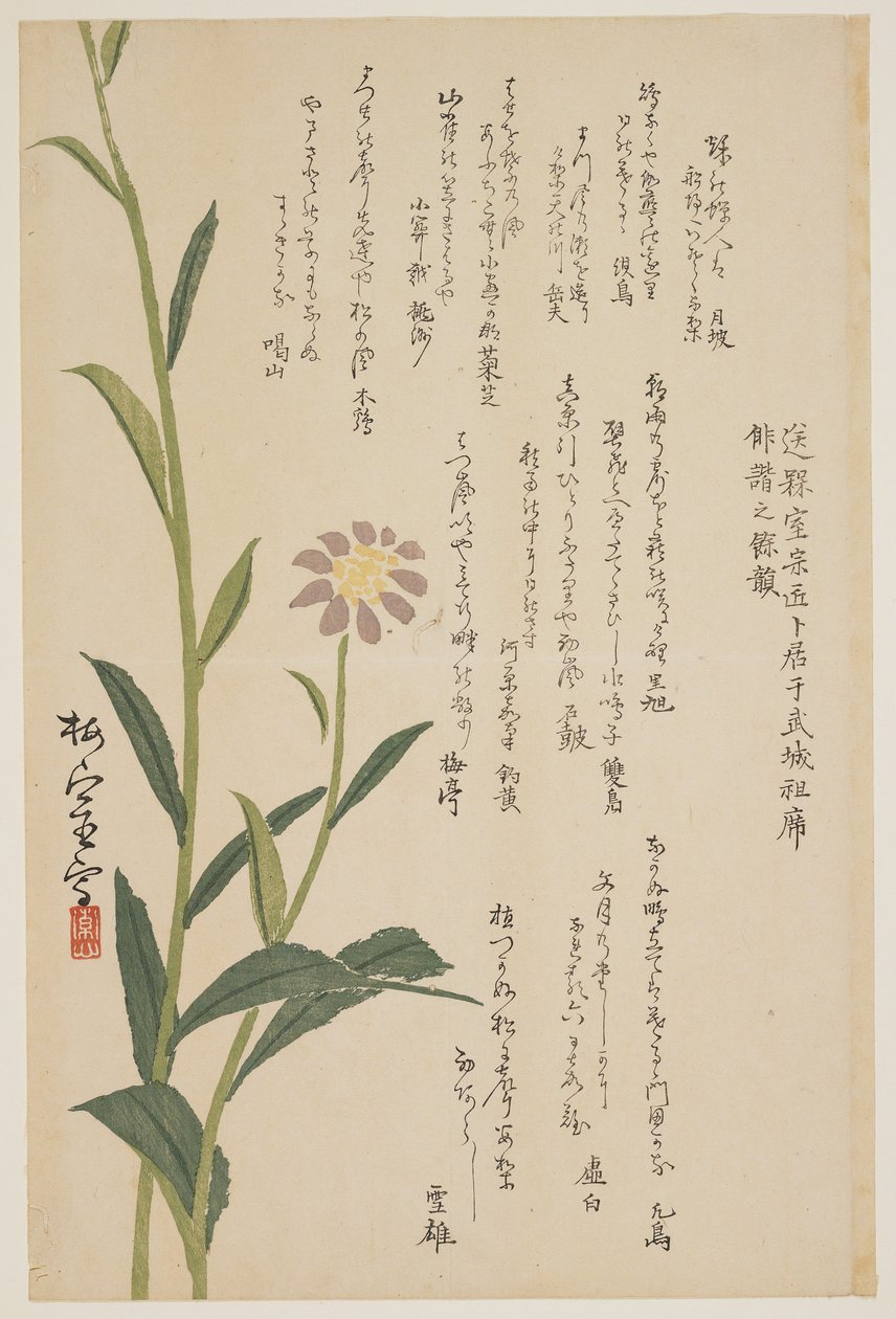 Fleur violette, vers 1830-1844 - Baishitsu