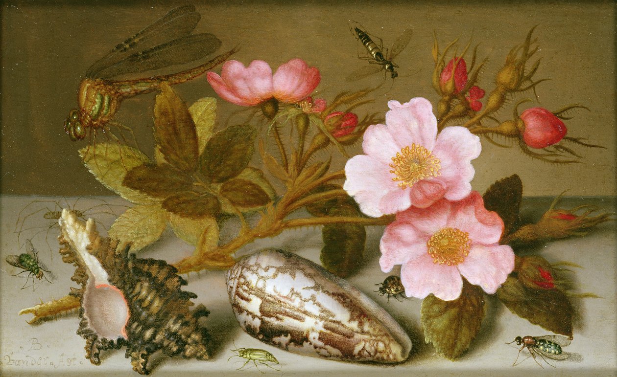 Nature morte représentant des fleurs, des coquillages et une libellule - Balthasar van der Ast