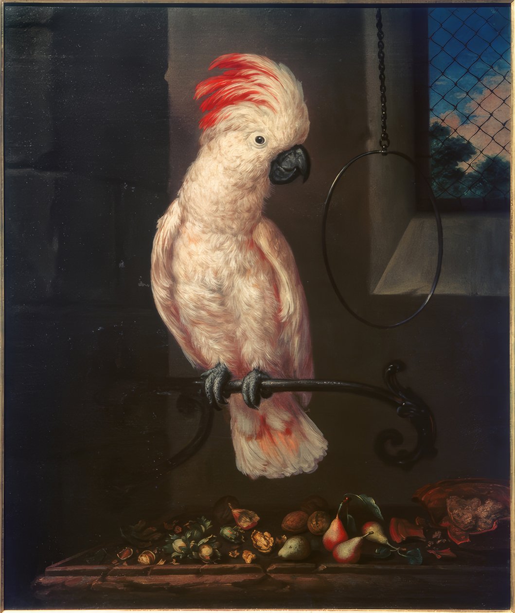 Perroquet blanc - Bartolomeo Bimbi