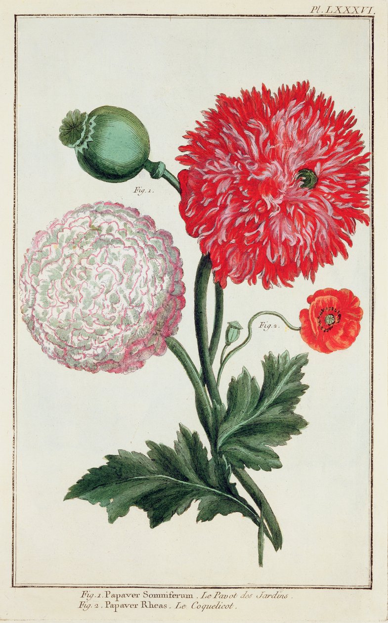 Papaver somniferum et Papaver rheas gravés par l