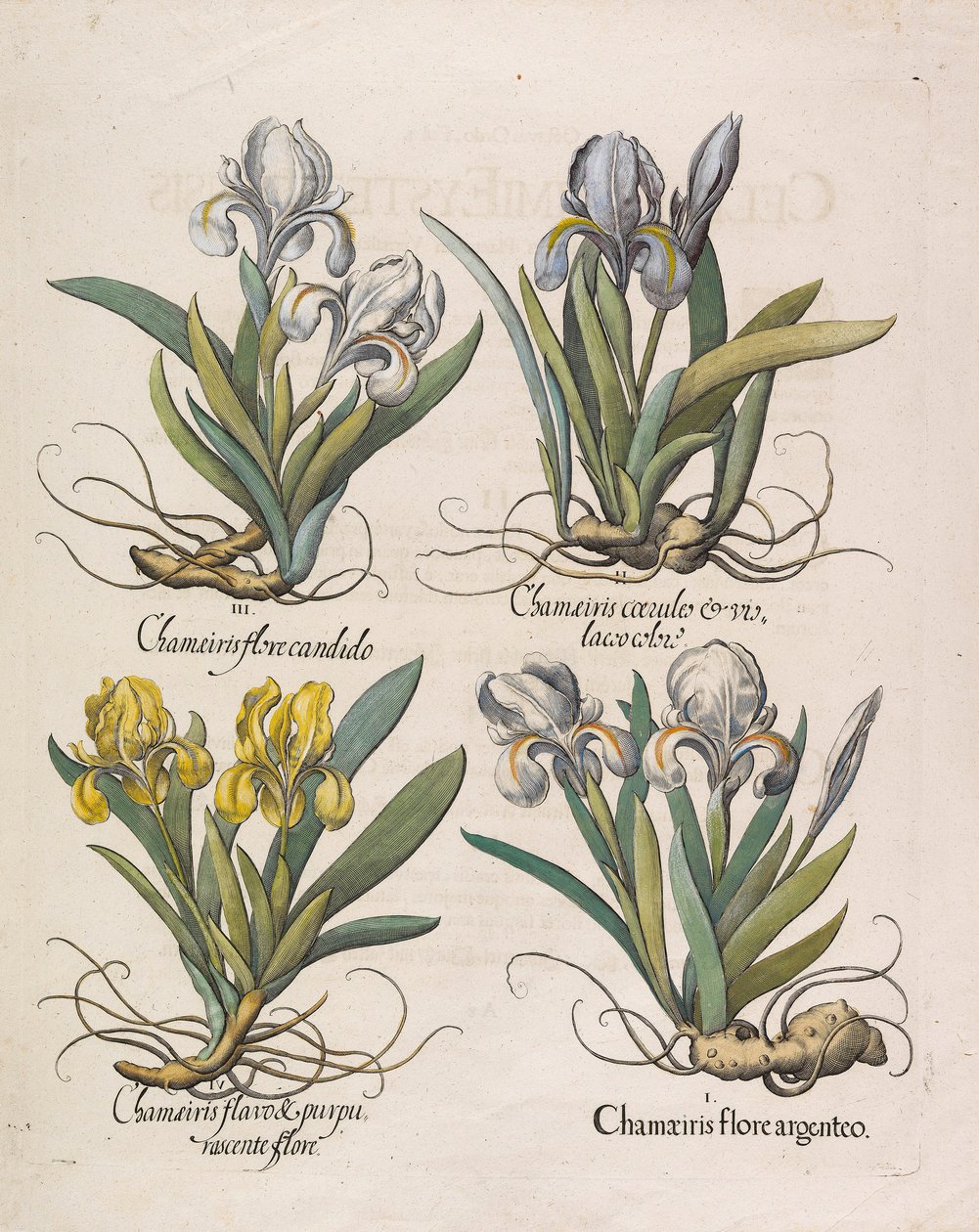 Chamaeiris flore, 1613 - Basilius Besler