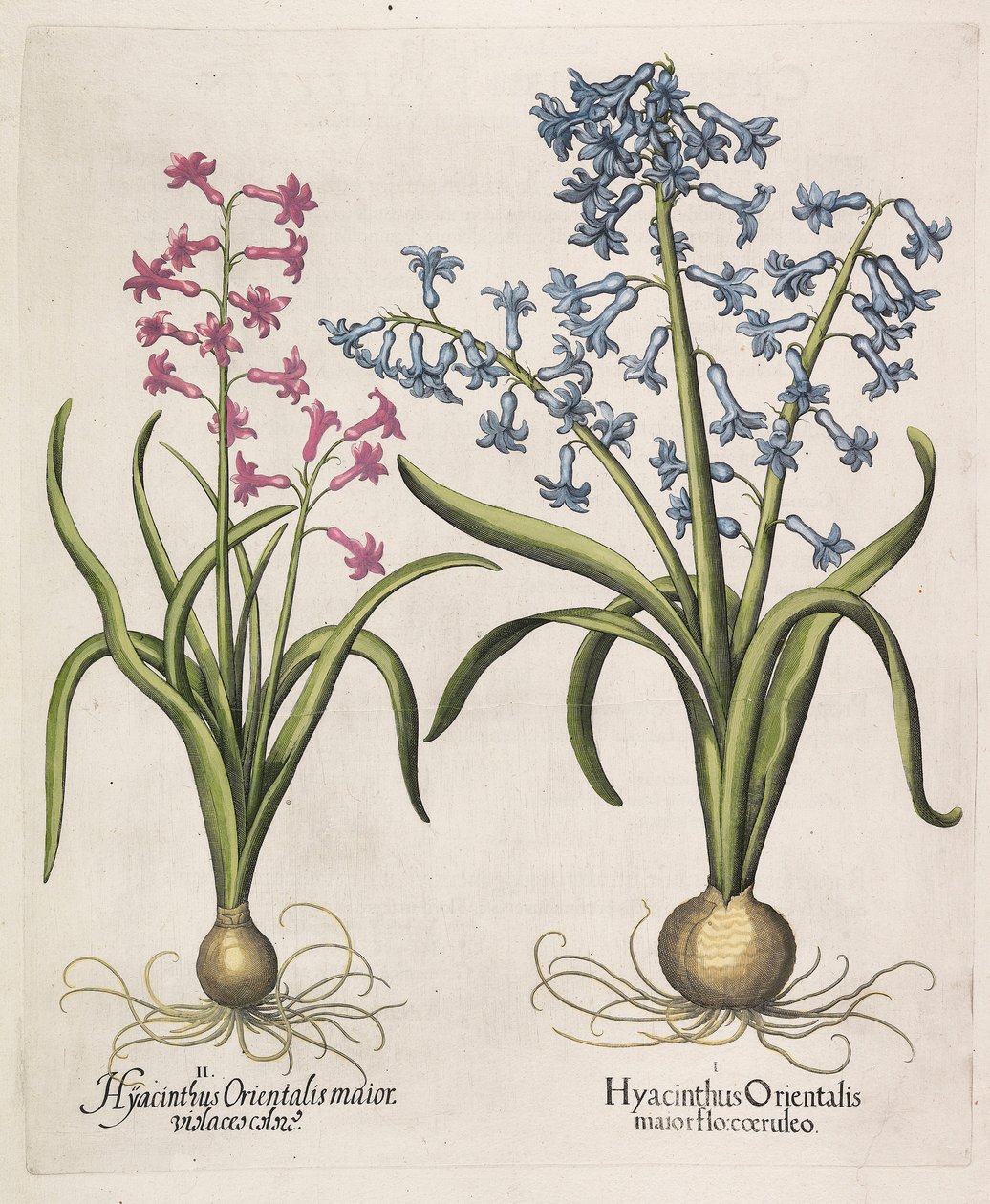 Hyacinthus orientalis, 1613 - Basilius Besler