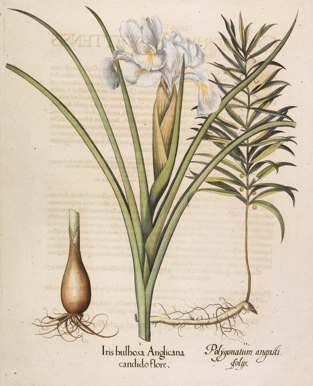 Iris bulbosa Anglicana, 1613 - Basilius Besler