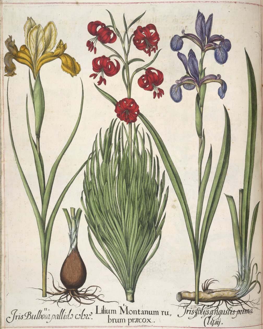 Iris, de 