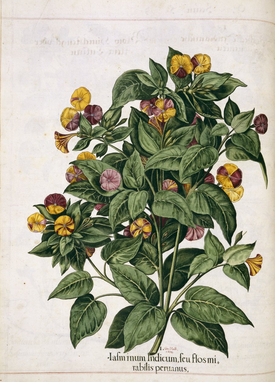 Jasmin, de 
