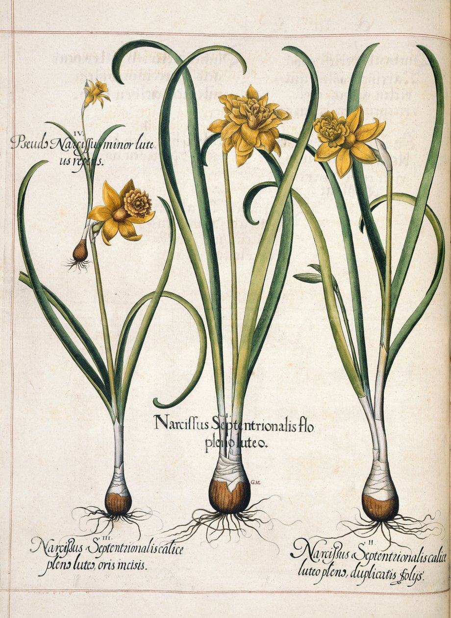 Narcisse, de 