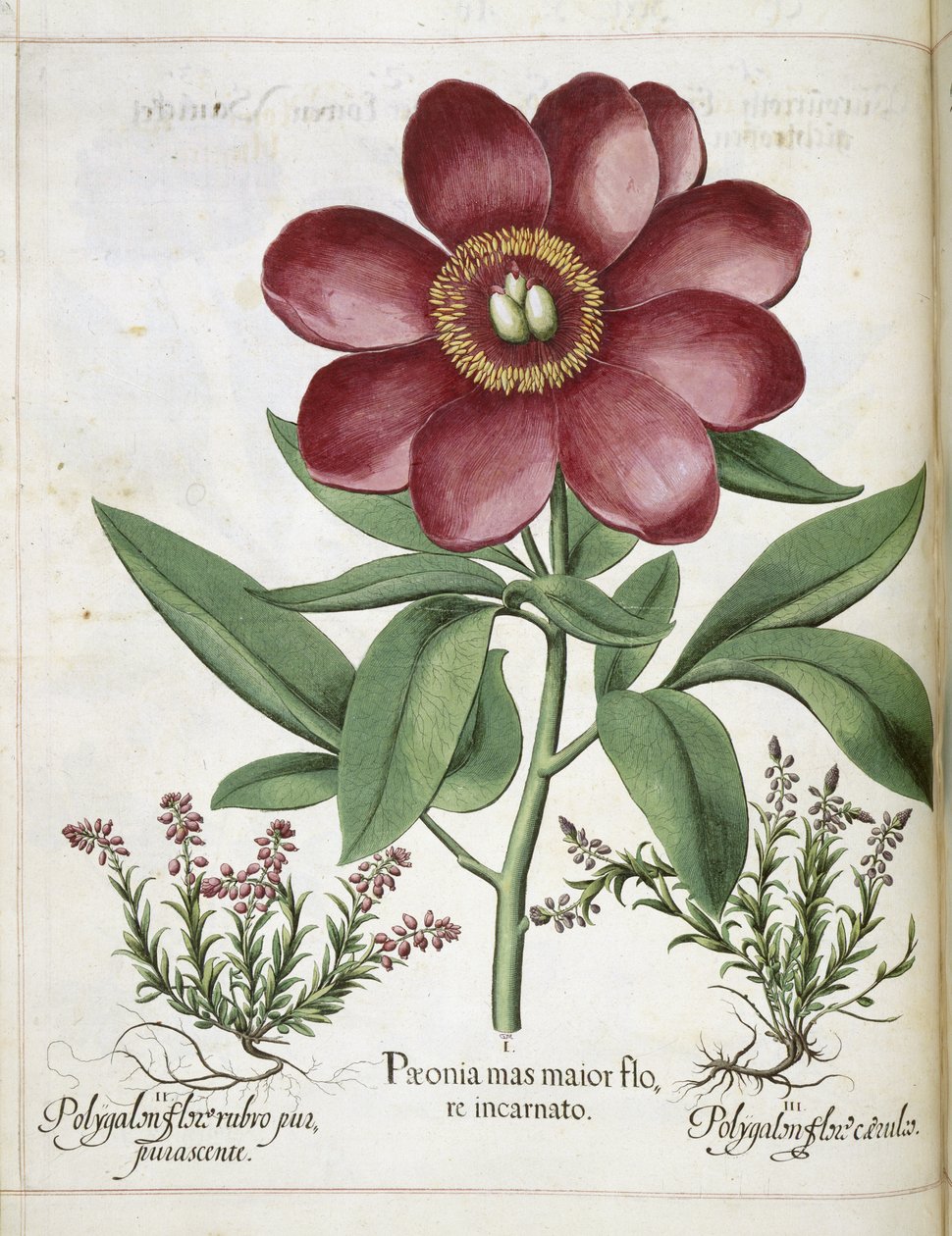 Pivoine, de 