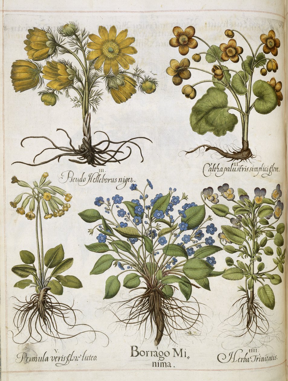 Plantes diverses, de 