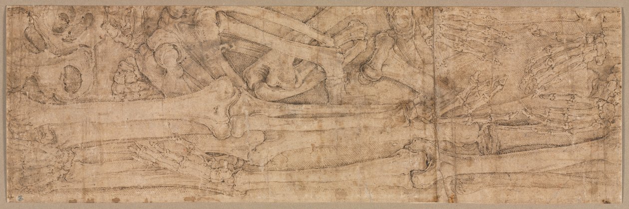 Os du bras, début des années 1540 - Battista Franco
